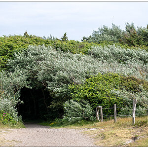 356 Sylt – Hörnum Eingang ins Wäldchen