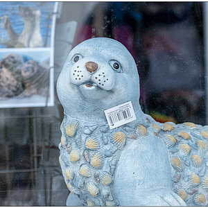 357 Sylt – Hörnum Schaufenster mit Seehund