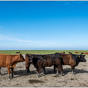 358 Sylt – Keitum Inseltiere