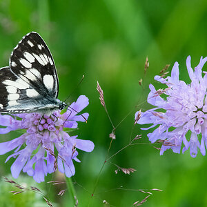 SchachbrettSchmetterling-.jpg