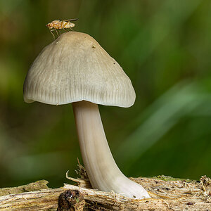 OLY19297-334a.jpg