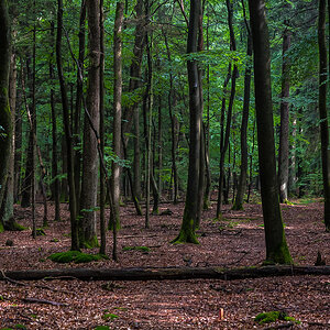 Im Lüßwald 2 (1 von 1).JPG