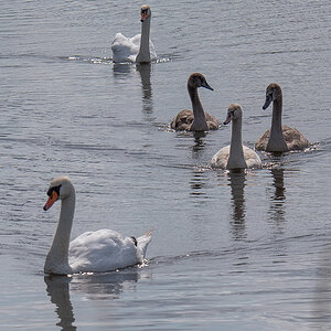 Familie Höckerschwan (1 von 1).JPG