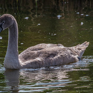 Jungschwan (1 von 1).JPG