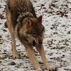 Wolf Sababurg.2jpg.jpg