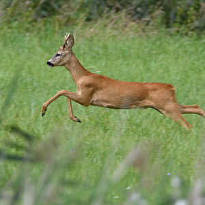 OF5_14721.jpg