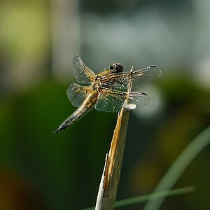 Libelle 3.jpg