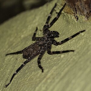 Mahangu_Spinne.jpg