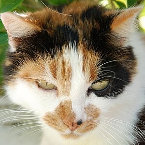 Katze.jpg