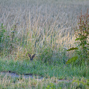 Hase A.jpg