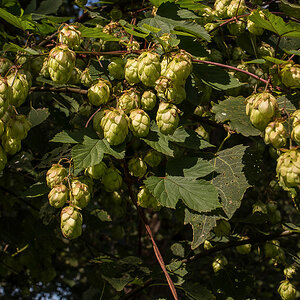 Moorhopfen (1 von 1).JPG