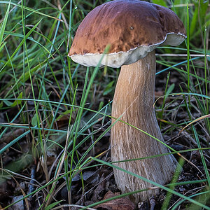 Steinpilz (1 von 1).JPG