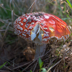 Fliegenpilz (1 von 1).JPG