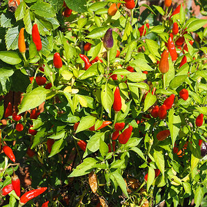 Chilifrüchte rot 3.jpg