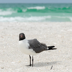 FL_Vogel.jpg