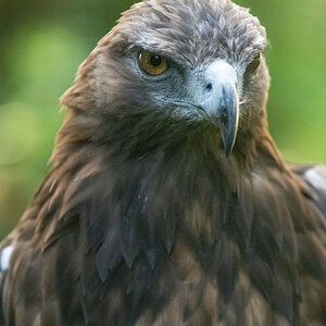 Adler-2109046011.jpg