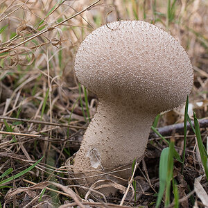 Flaschenbovist (1 von 1).JPG