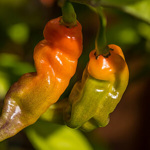 Habanero Rio (1 von 1).JPG