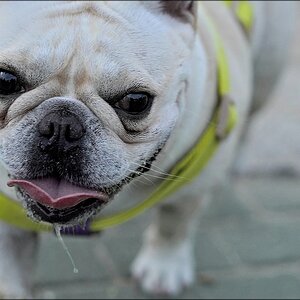 comp_mops.jpg