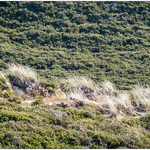391 Sylt – Jensmettenberg XI