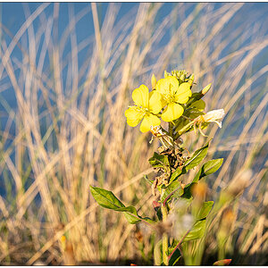 407 Sylt – List Blüte im Abendlicht