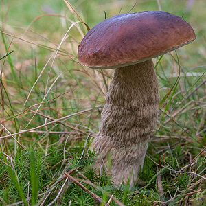 Steinpliz (1 von 1).JPG