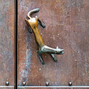 Wolf at the Door