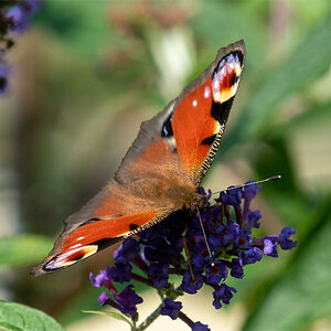 Schmetterling.jpg