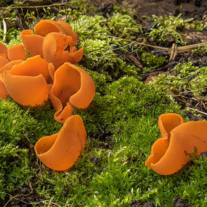 orangeroter Becherling.jpg
