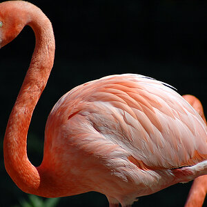 Flamingo.jpg