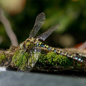 DSC_8539_00001 (2)n.jpg