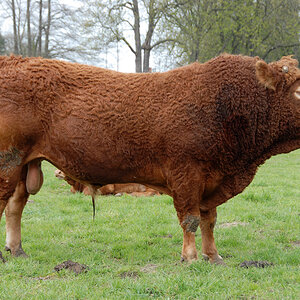 Schnulli-Bulli.jpg