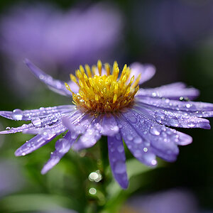 aster_3_2_1200.jpg