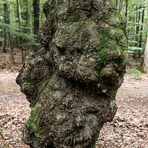 Baumgeister (1 von 1).JPG