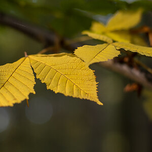 Herbstkastanie (1 von 1).JPG