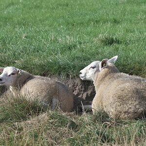 Texel 2021-107.jpg