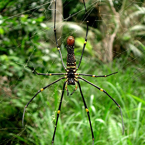 Golden Web Spider (?)