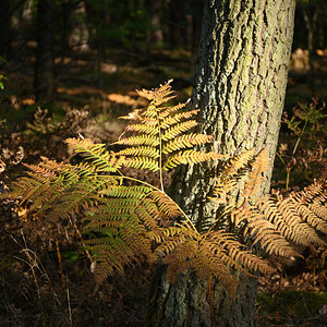 DSC_9662.JPG