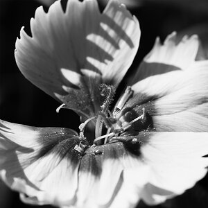 Blume3 copy.jpg