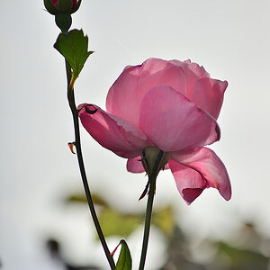 DSC_11095.jpg
