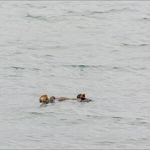 Alaska_2018-1327-Bearbeitet.jpg