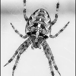 Kreuzspinne oben 1 (1 von 1).JPG