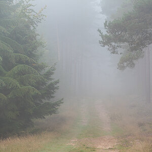 Waldnebel (1 von 1).JPG