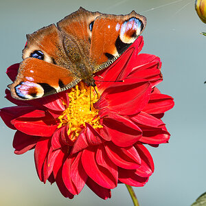 OF5_16310.jpg