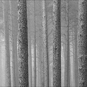 Kiefern im Nebel (1 von 1).JPG