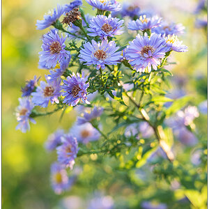 435 Bünte im Herbst – Aster