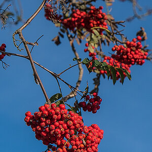 Vogelbeeren (1 von 1).JPG