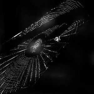 Radnetzspinne BW (1 von 1).JPG