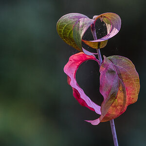 Herbstfarben (1 von 1).JPG