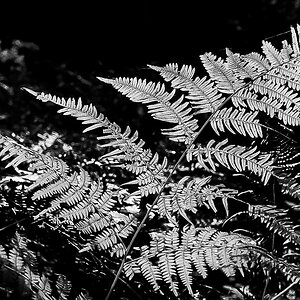 Leuchtfarn BW (1 von 1).JPG